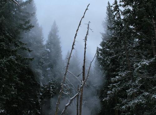 Steam, First Snow of the Season, Yellowstone National Park by Robert A. Coles on Flickr.