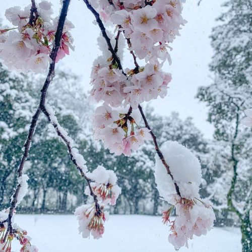 redsamuraiii:Winter in Japan by bassetts.bouken