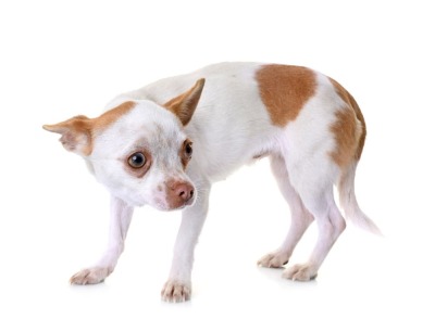 teapotsahoy:thehmn:I’m sorry for talking about dogs so much but I need to rant