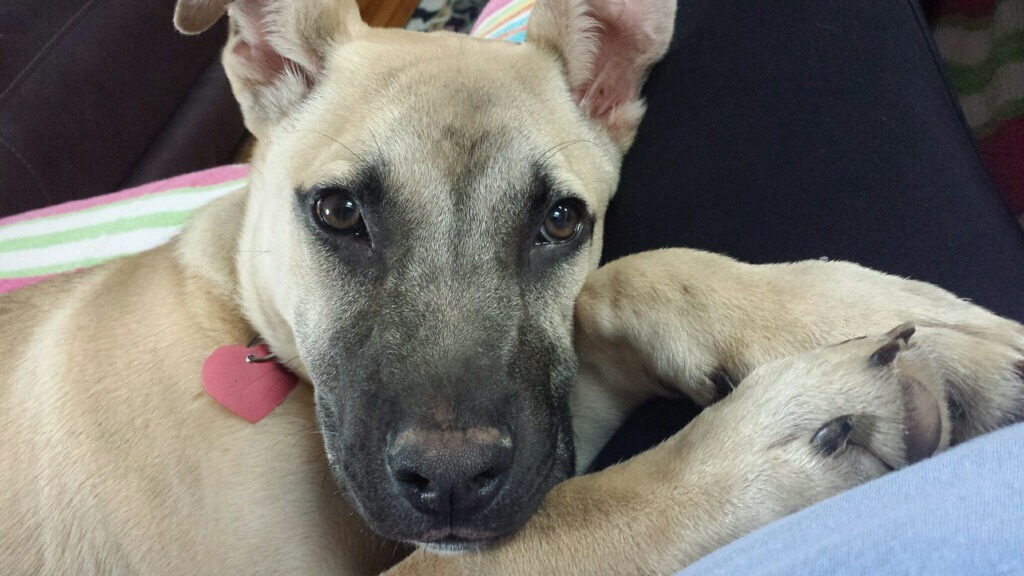 handsomedogs:  He’s only 8 months old. His name is chase