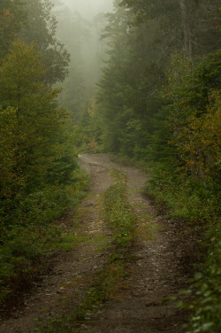 wanderthewood:  Old road by David McCudden