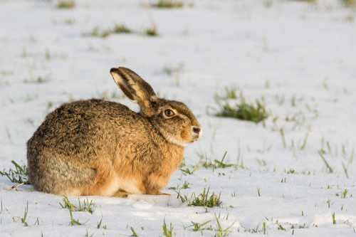 Winter in GermanyOstfriesland