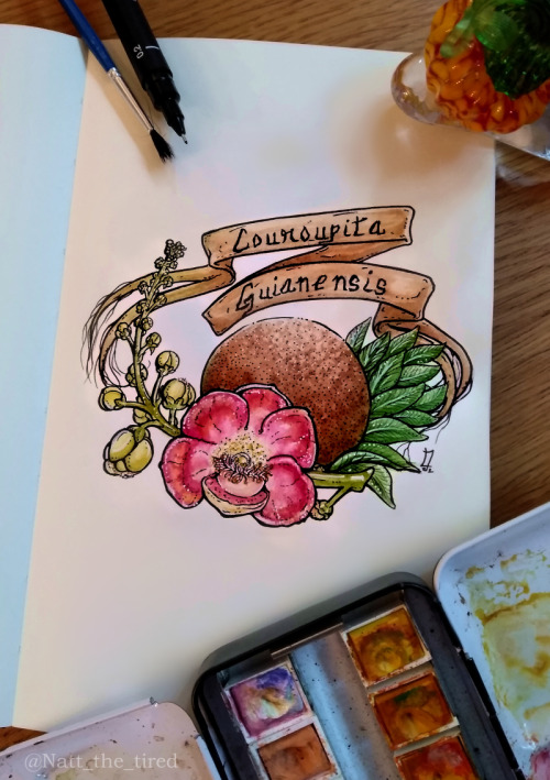 Sproutober 2: Cannonball Tree (Couroupita guianensis)I&rsquo;d never heard of this tree and I wa