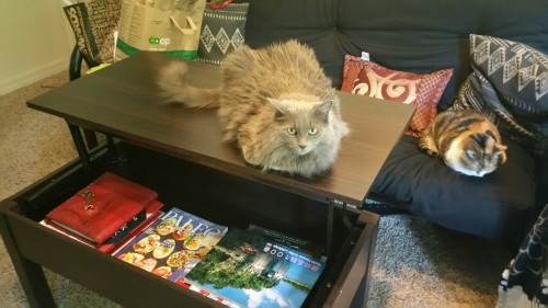 I think Skitty approves of the new coffee table.