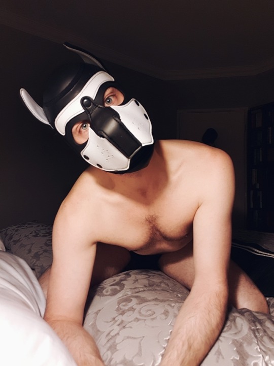 pupdeeno:  Sleepy times for hard working pup… Deeno would kill for a rub down. RUF. Sooo much tension… You help Deeno? 