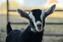 Baby Goat