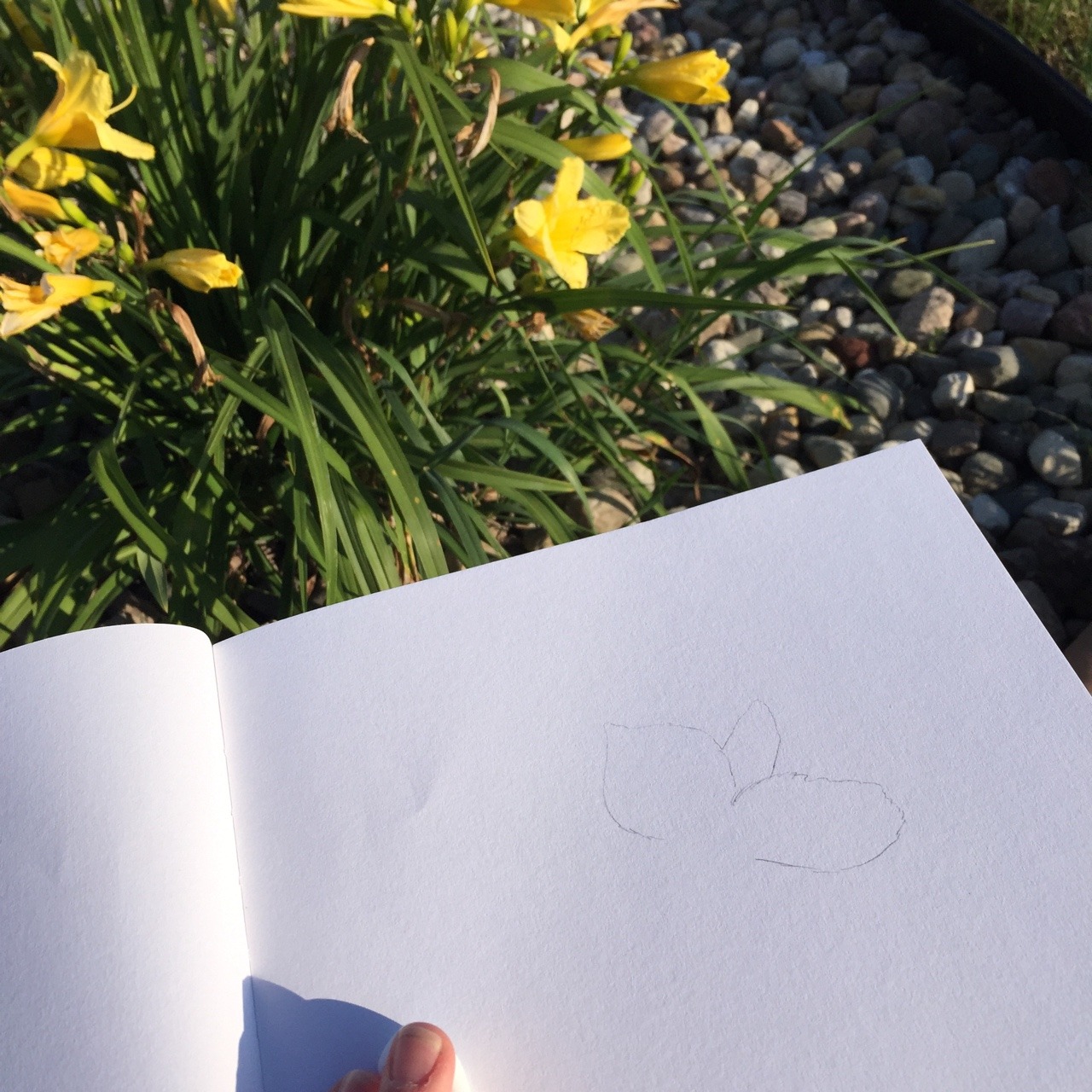 gothyolk:  I rode around today and looked for flowers to draw.