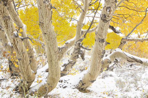 mypubliclands:  A little Monday motivation from your public lands – snow dusts falls over the Eastern Sierra. BLMer Bob Wick took these photos of Bodie Hills Wilderness and Conway Summit in BLM California several years ago.  Some of our favorite photos