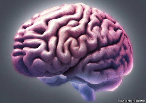 Brain Development in Schizophrenia Strays from the Normal PathSchizophrenia is generally considered 
