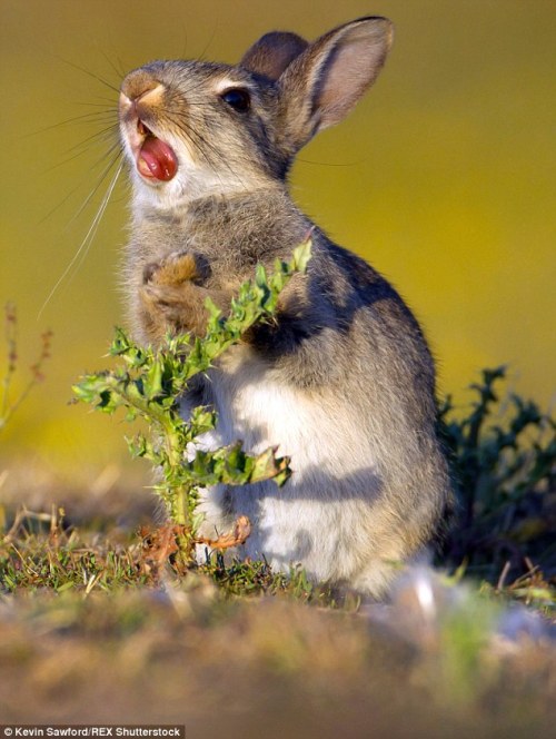 lostintrafficlights:Hungry rabbit gets a nasty surprise when it tries to nibble on a thistle