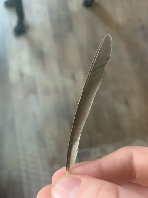 A Damn Bird Just Divebombed Into The Window. Tried Bird Cpr, But Its Neck Was Snapped So Bad You Could