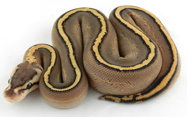 Spider Phantom Yellow Belly Ball Python or Royal Python