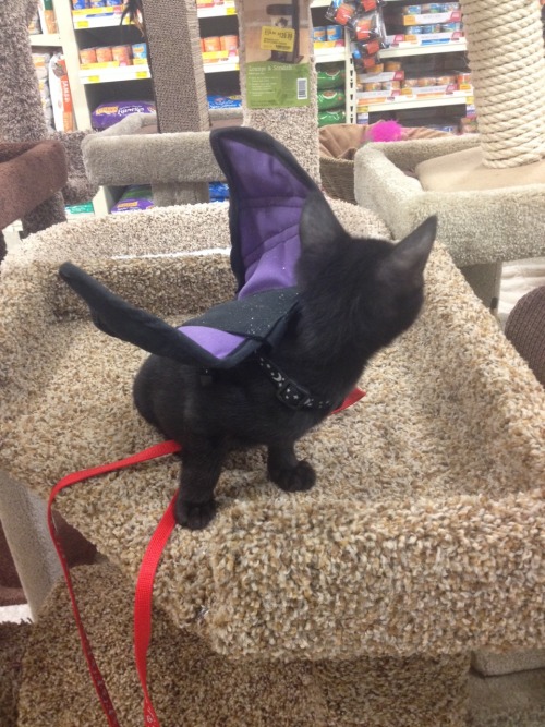 Porn bartokthecat:  bartok’s trying on his halloween photos