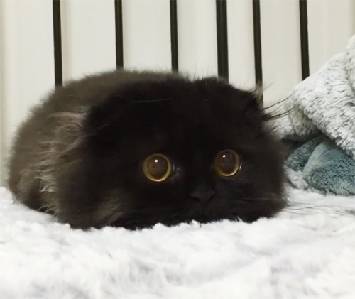 boredpanda:Meet Gimo, The Cat With The Biggest Eyes Ever
