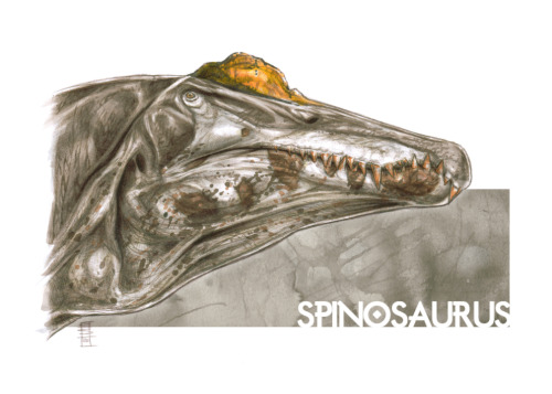 esmaniottoart:Exercise_Spinosaurus.Pencils and markers, 2020.