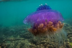 Sixpenceee:  Crown Jellyfishes Are The Six Families Of True Jellyfish That Belong