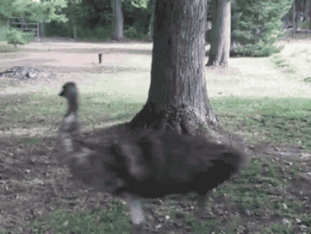 gifsboom:  Video: Emu and Boxer Dog Run in Circles Around Tree