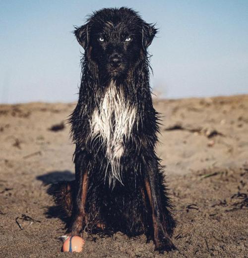 hitmewithcute:The protector of the ball.