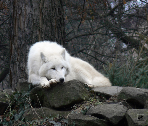 beautiful-wildlife: Arctic Tundra Wolf