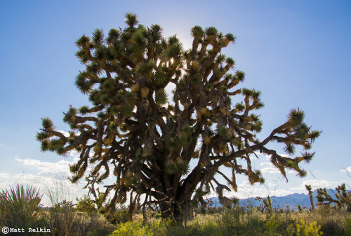 nolonelyroads:King Joshua Tree, Ivanpah Rd, Mojave National Preserve, CA