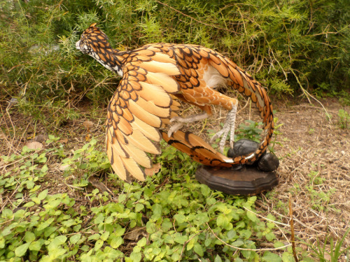 bookrat:Tiny generic sebright dinosaur~