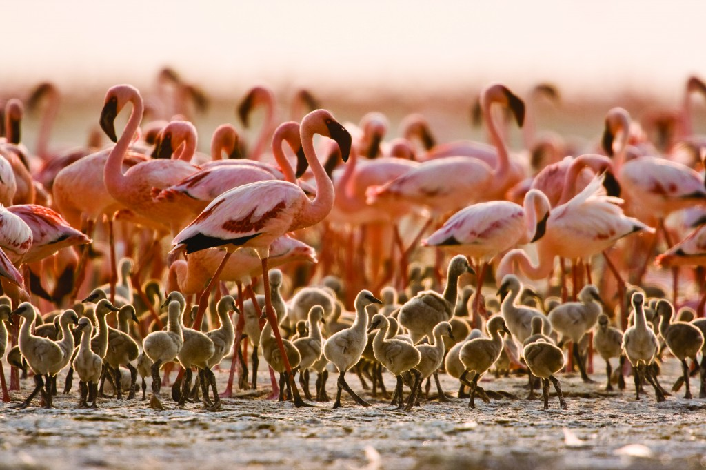 headspace-hotel:assuming-dinosaur:bogleech:  revretch:iamthekaijuking:  revretch:  calloutnevvegas: prokopetz: You wouldn’t think that flamingoes are extremophiles just from looking at them. It’s like somebody tried to build the vertebrate equivalent