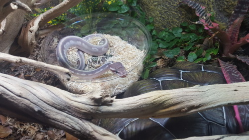 dilly-monster:Meet Soba, my new son! He is a mystic potion ball python.