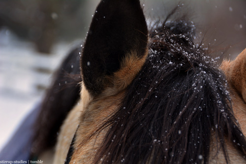 stirrup–studies: highlights + snow = &lt;3