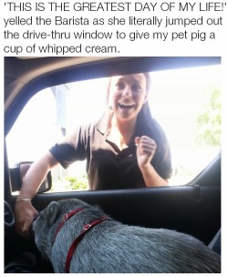 onlywinchesters:  imightbeacoffeesnob:  Why don’t any pet pigs come through my drive thru 😭😭  But look at how happy she is THIS GIRL IS ADORABLE 