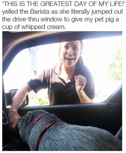 girlcanteach: imightbeacoffeesnob:  Why don’t any pet pigs come through my drive thru   This w
