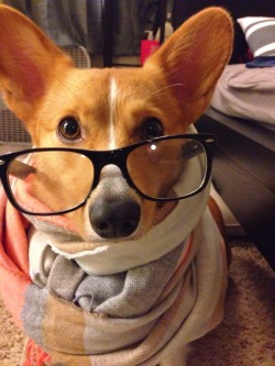 ventusthecorgi:  Scarf weather