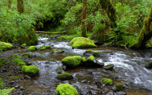 Wilson River Trail, 20170512 by kepPNW