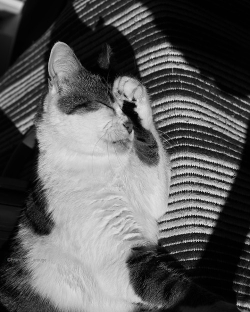  Le chat du samedi 23 avril2022©FrançoiseLarouge 