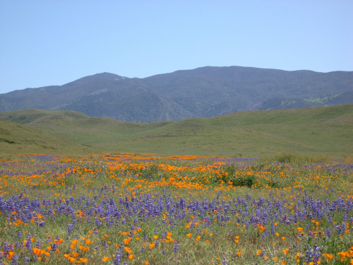 mypubliclands:  Enjoy beautiful spring views of your public lands with friends and family this weekend!  Photos of BLM-California Carrizo Plain National Monument by Bob Wick 