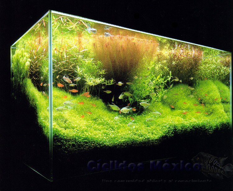 Dutch style
Very healthy fish tank