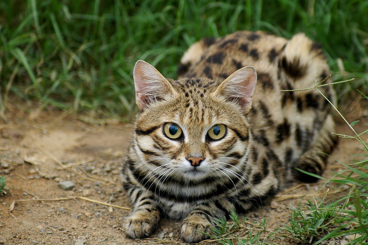 end0skeletal:The black-footed cat (Felis nigripes) is both the smallest African