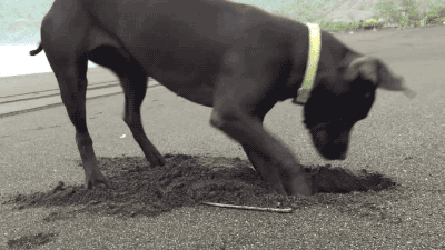 d0gbl0g:  gifsboom:  Video: Dog likes to dig out crabs and play with them  helll yeah sweet crab