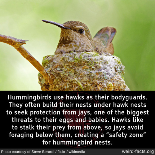 Hummingbirds use hawks as their bodyguards. They often build their nests under hawk nests to seek pr