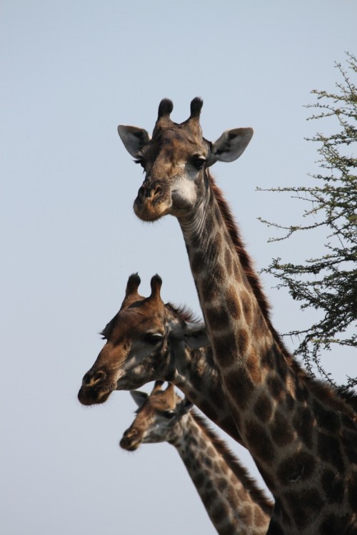 llbwwb:   (via 500px / Giraffes by Eberharter_Daniel) 