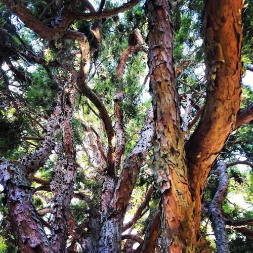 I stand entranced in a cedar’s spell How long have I been here? My eyes cannot tell The paths 