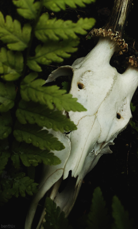 Roe Buck amongst ferns