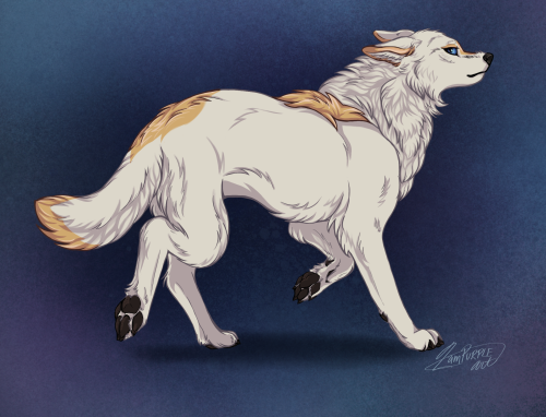 [Canine AU]  HistoriaEven though she has all the DNA of a full wolf, her unique small size and blue 