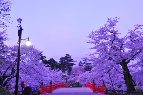 dreams-of-japan:Before dawn of the cherry by Hisa Segawa