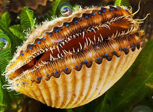 currentsinbiology:   Scallops Have *Eyes*? Not only do they have eyes, they have dozens of them along the edges of  their shell openings. And the weirdest part? In some species like the  bay scallop, the eyes are the prettiest blue color.  These eyes