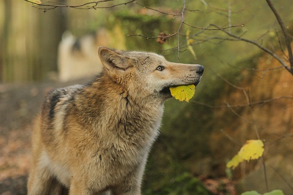 sisterofthewolves:  Source 