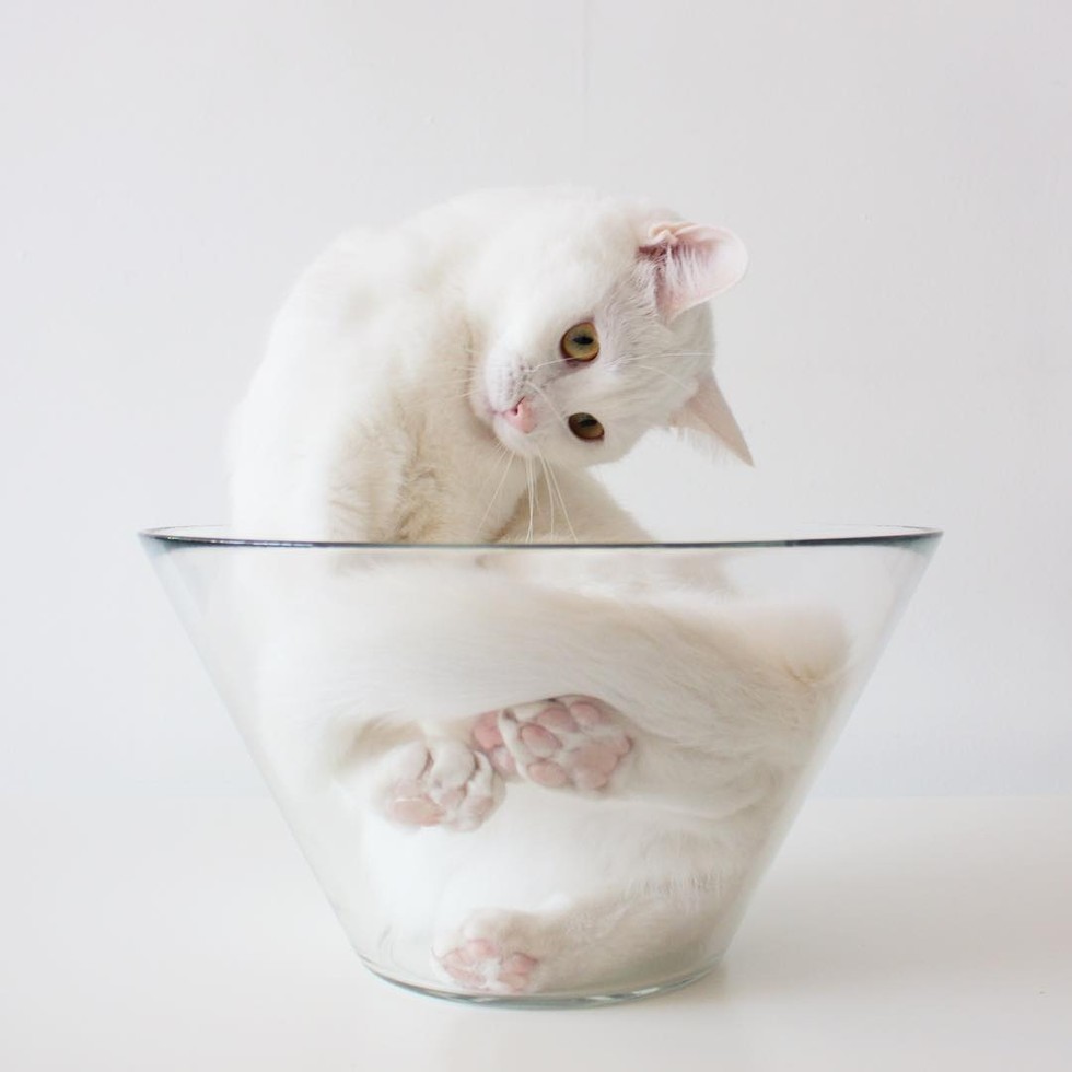 atraversso:    This Cat Has Unconditional Love for Her Glass Bowl.