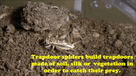 cracked:  The 17 Most Bizarre Predators On Earth (In Action)  