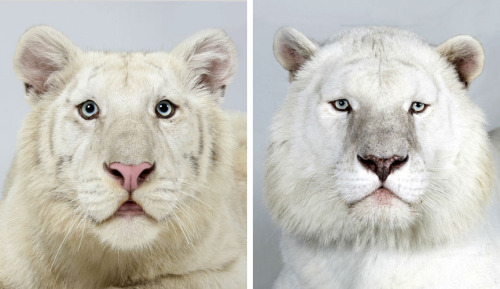 broodingsoul: not-all-the-prayers: Bengal tigers:  Golden Tabby Bengals (#1-5), Royal White Ben