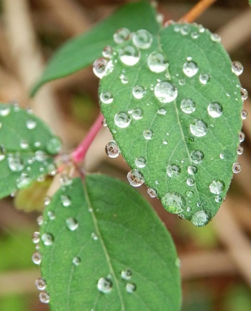 Droplets like tiny #raindrops #rain #rainyday #naturephotography #nature #closeup #macro #macrophoto