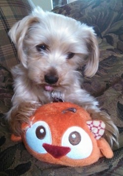 Speaking Of Precious Doggies, Oh Look It&Amp;Rsquo;S Mine With His New Friend Dr.